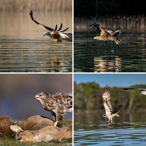 Vögel im Flug