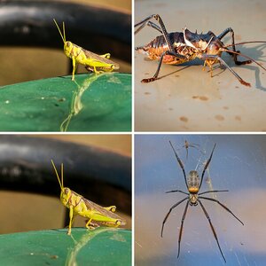 Insekten
