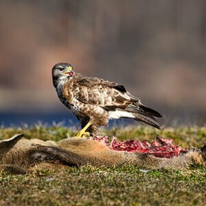 Vögel