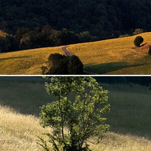 Sommer
