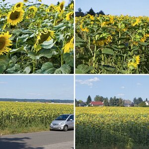 Sonnenblumen