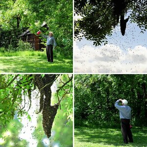 Bienen
