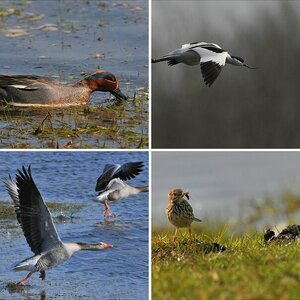 Katinger Watt April 2010