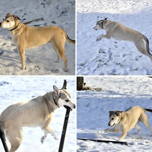 Tiere