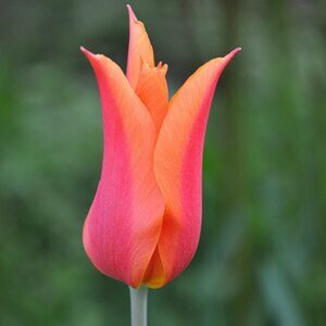 Tulpe