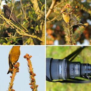 Nikkor AF-I 600mm 1:4 D