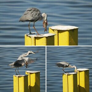 Tierfoto`s