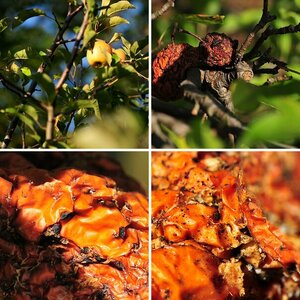Herbst