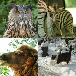 Tierisch