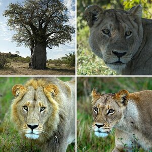 botswana 2010