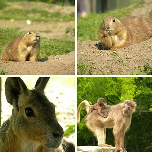 Naturzoo Rheine