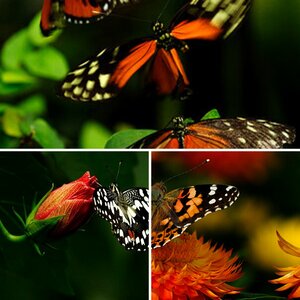 Blumen und Schmetterlinge