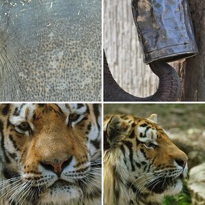 Tiere
