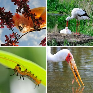 Tiere