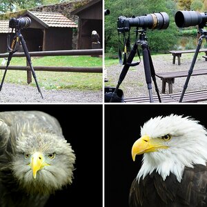 Tiere/ Wildlife