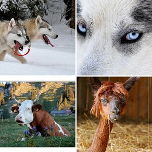 Tiere