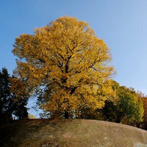 Natur