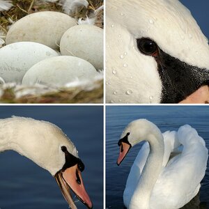 Schwan 2010
