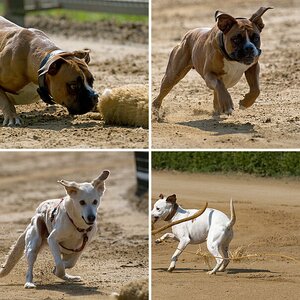 Hunderennen