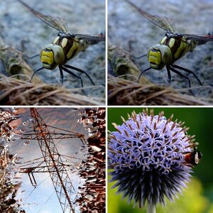 Portrait und Macro