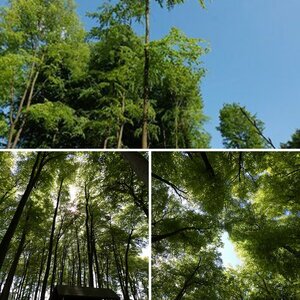 Im Wald
