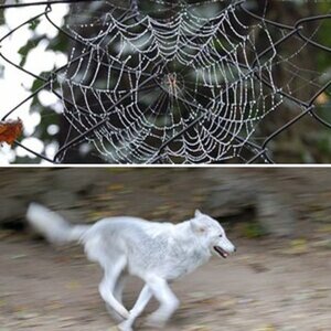 Tiere