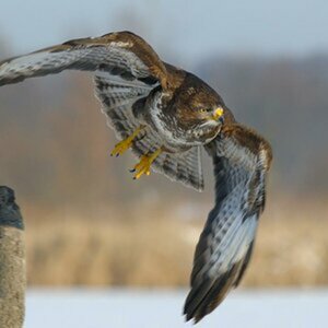 Wildlife
