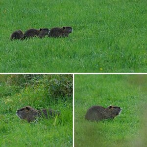 Nutria