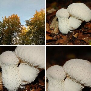 Herbst und Pilze