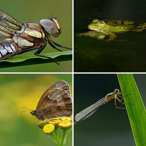 Makros wildlife