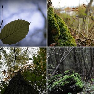 Spaziergang im Wald