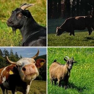 Tiere auf dem Bauernhof