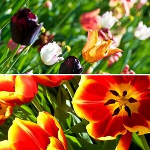 tulpen