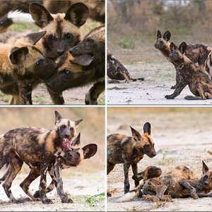 Wild Dogs 2
