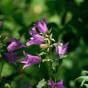 Glockenblume