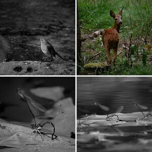 Tiere