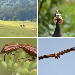 Wildlife