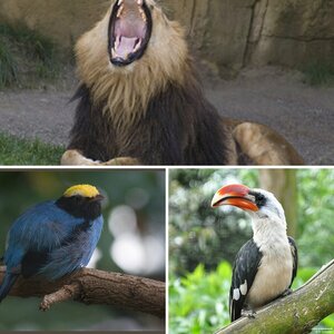 Wildtiere in Zoos