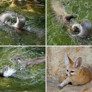 Tiere III