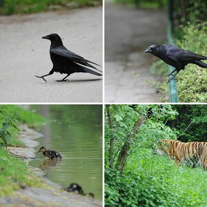 Tierpark Hellabrunn 2010-05-22