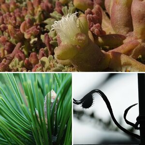 Makro Natur