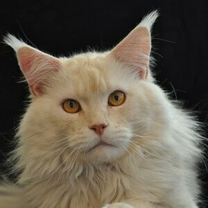 Maine Coon