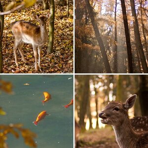 Herbst