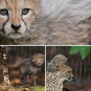 Geparden-Nachwuchs-Zoo-Krefeld 03.11.2009
