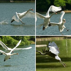 Vögel