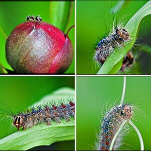 Makros