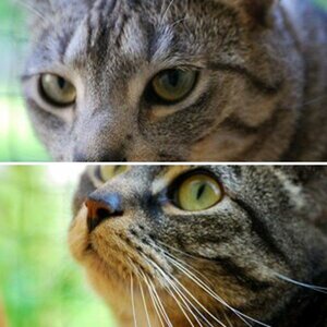 Katzen