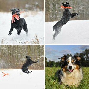 Hunde Bilder