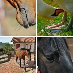 Tiere