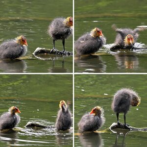 Rallen und Reiher